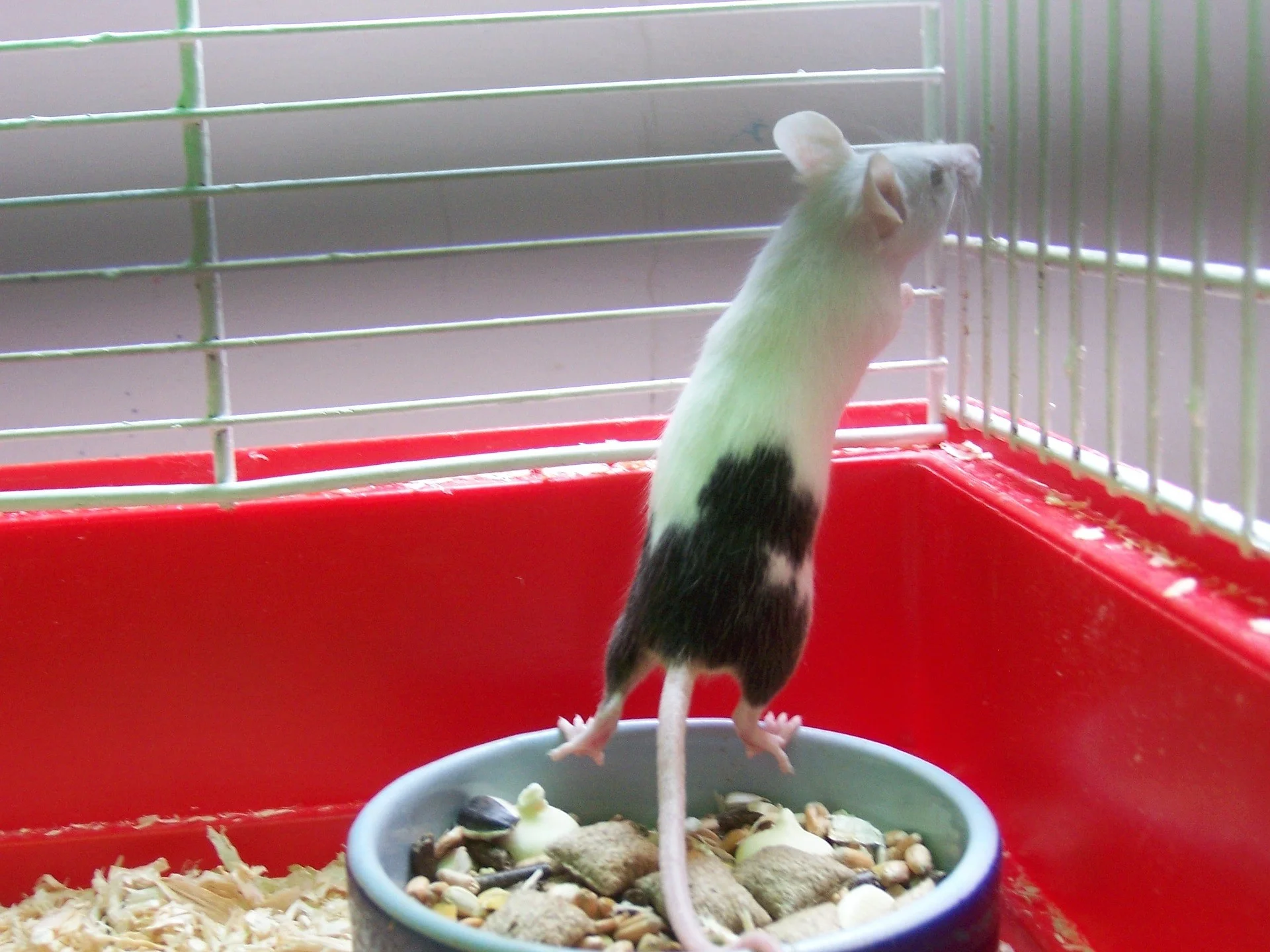 Mäusekäfig Test & Vergleich » Top 10 im December 2025: die 5 besten Mäusekäfige