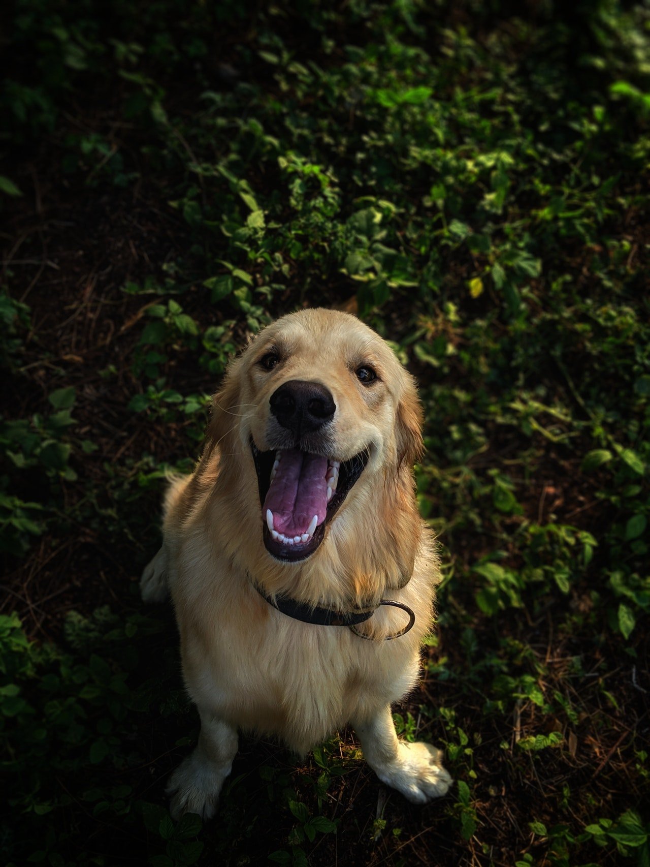 Hunde lieben Leder Hundehalsbänder