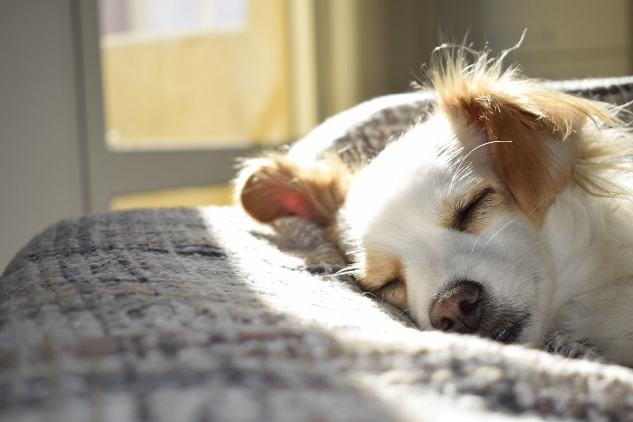 Auch Tiere mögen es, wenn die eigene Wohnung sauber ist.