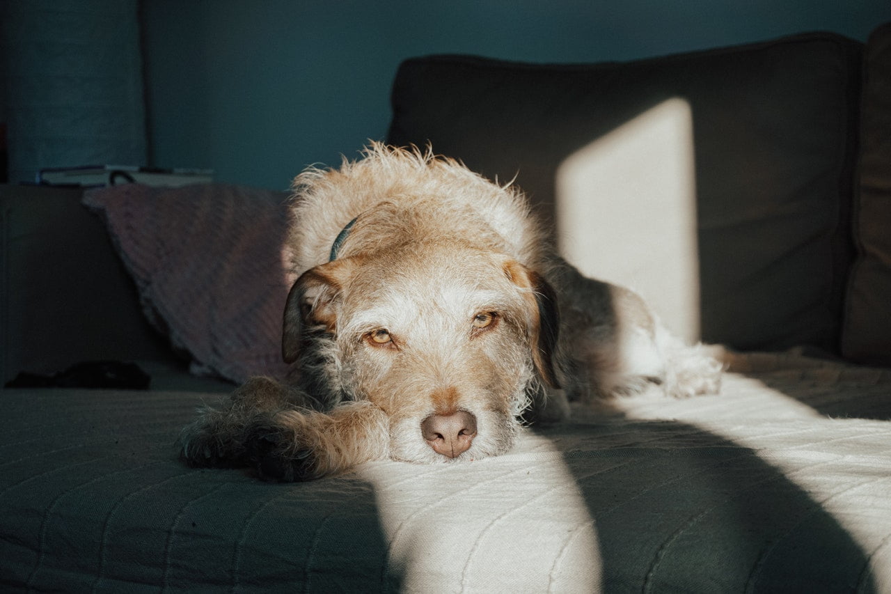 Hundehaarstaubsauger entfernt Haare von deiner Couch