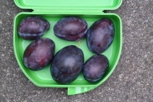 Bento-Box Groesse und Fassungsvermoegen
