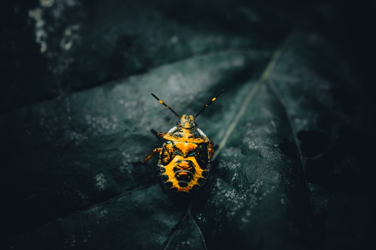 Insektenfänger Test 2026: Die 5 besten Insektenfänger