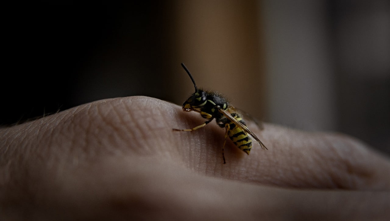 Es gibt verschiedene Insektenfänger, bei denen die Tiere eingefangen und wieder in die Natur ausgesetzt werden können.