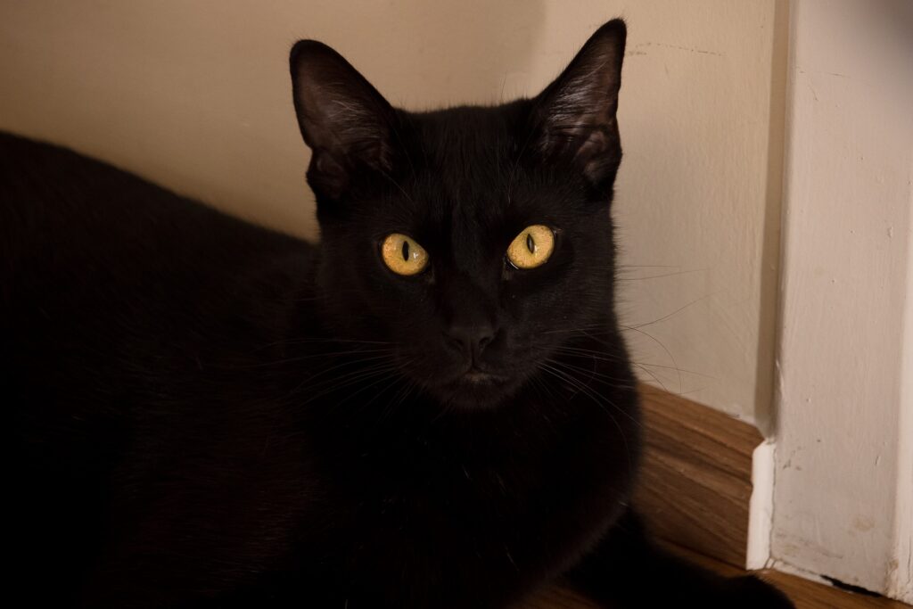 Katzenbett Alternative