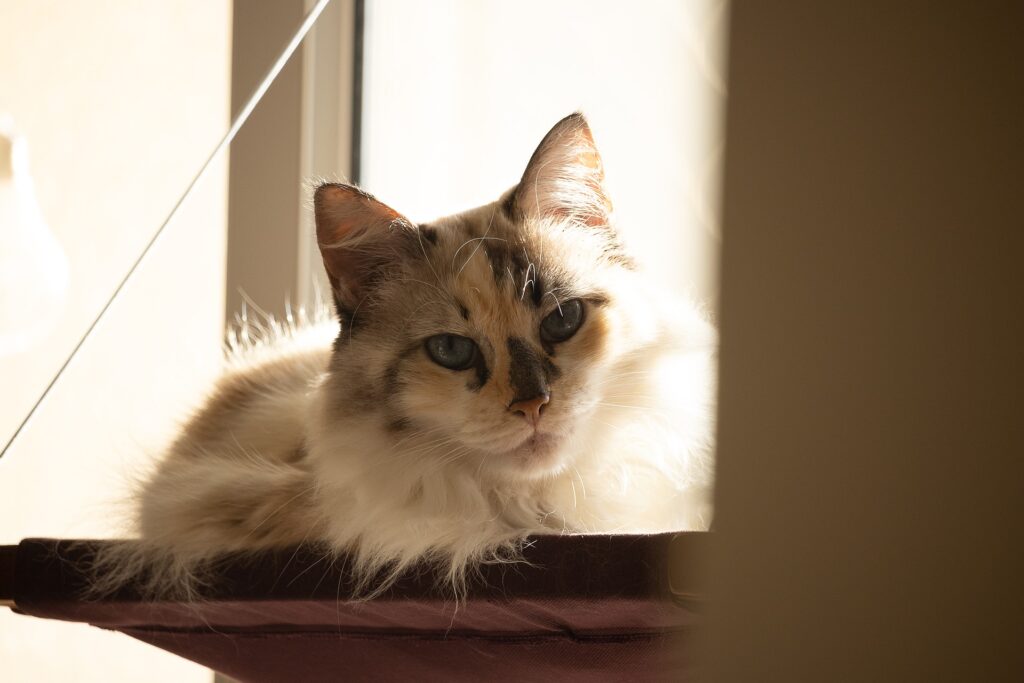 Katzenbetten gibt es in verschiedenen Groessen und Modelle.