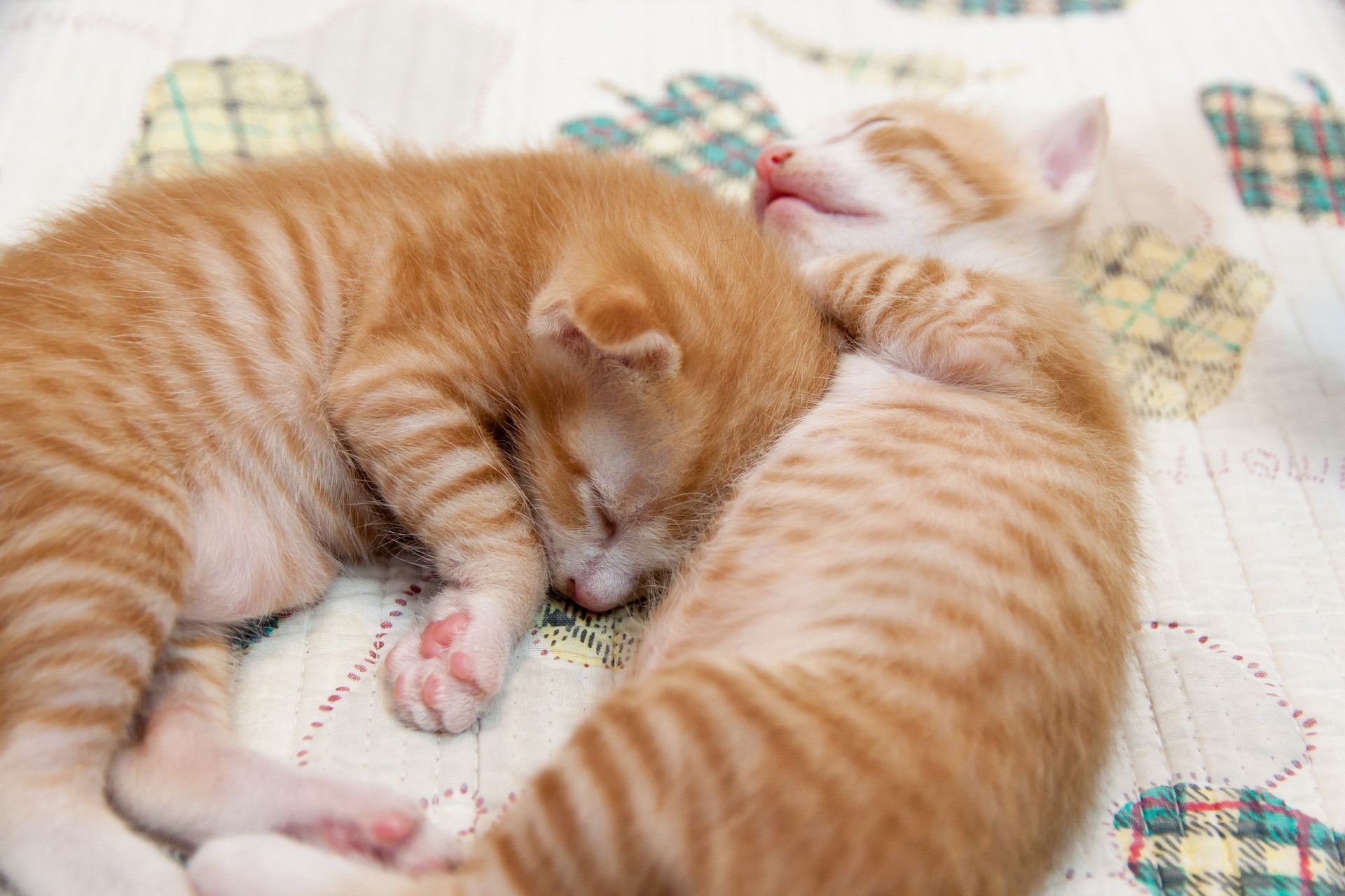 Katzenbett Test 2026: Die 5 besten Katzenbetten